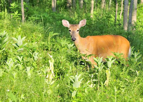 Whitetail deer doe standing in a field in the early morning.