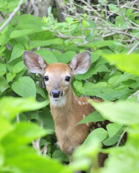 A whitetail deer fawn standing in a thicket.