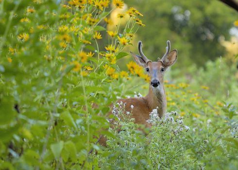 A whitetail deer buck in summer velvet standing in a field.