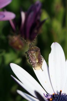 bug in a flower in the nature