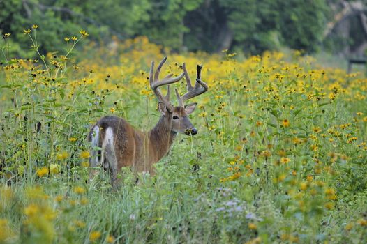 A whitetail deer buck in summer velvet standing in a field.