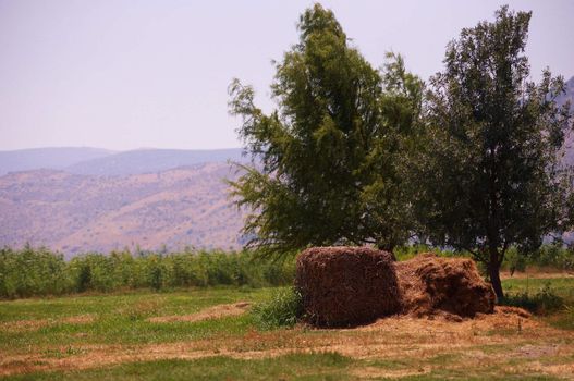 Haystacks near trees. View of the Golan in the summer . North Israel.