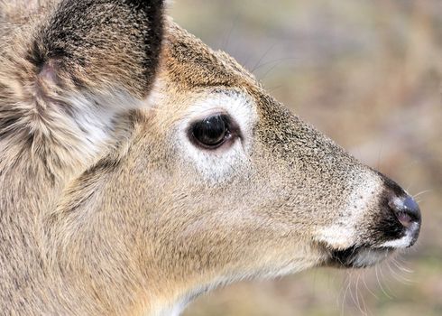 A whitetail deer buck standing in the woods.