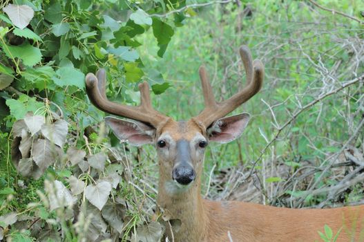 A whitetail deer buck in summer velvet standing in a field.