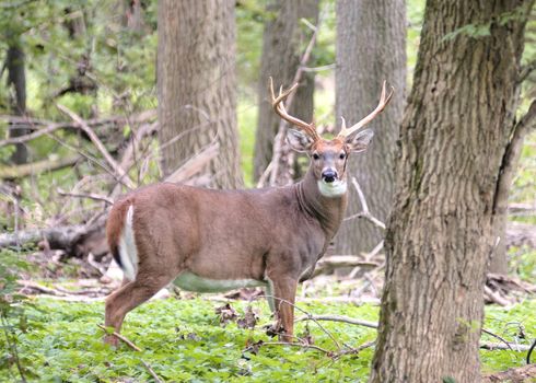 A whitetail deer buck i standing in a woods.