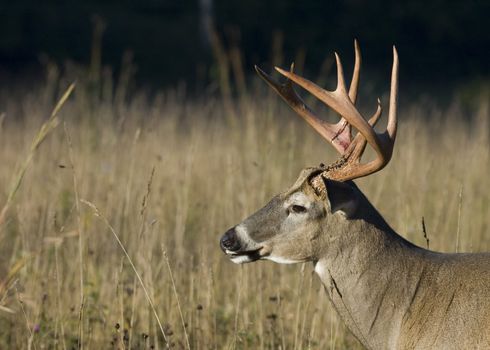 Whitetail deer buck head-shot.