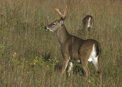 Whitetail deer buck standing in a field.