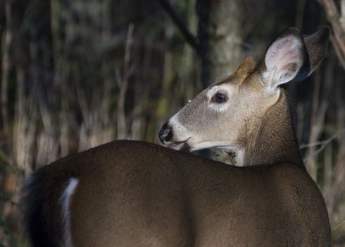 Whitetail deer button buck.