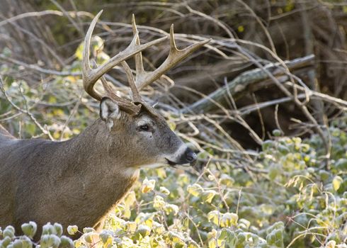 Head-shot of  a whitetail deer buck.