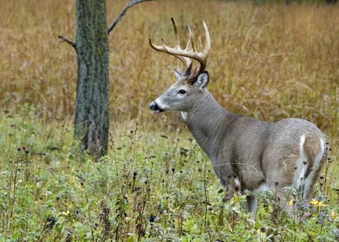 Whitetail deer buck in a field.