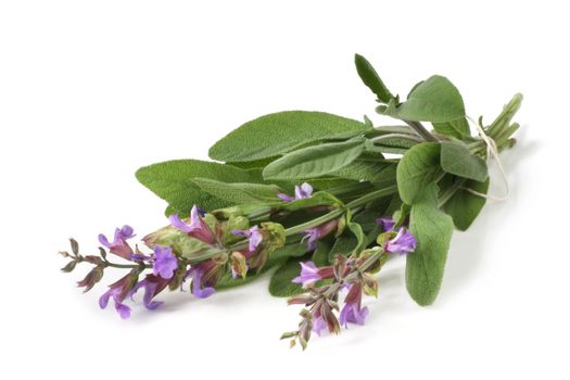 Fresh-picked bunch of flowering sage, casting natural shadow on white.