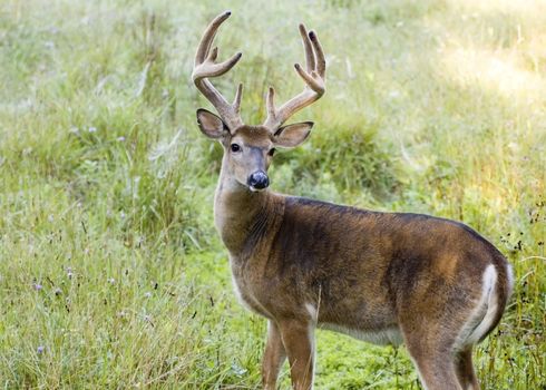 Whitetail deer buck in a field.