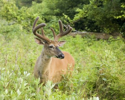 Whitetail deer buck in summer velvet standing in a field.