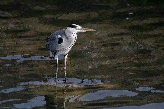 Grey Heron fishing at the waterside