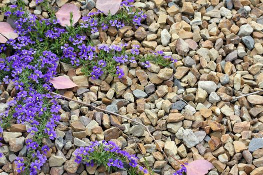 Exquisite little purple wildflowers growing over rocky ground.