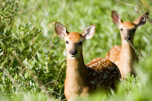 Two whitetail deer fawns in a field.