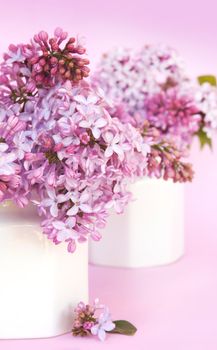 Gorgeous lilac blooms in small white vases.  Soft focus, with focus on front flowers.