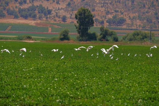White herons on a background of green fields.