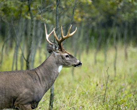 Whitetail deer buck standing in a field.