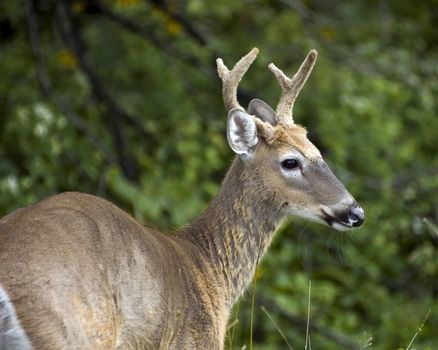 Whitetail deer buck standing in a field.