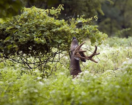 Whitetail deer buck browsing at a tree.