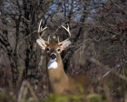 Whitetail deer buck standing in a field.