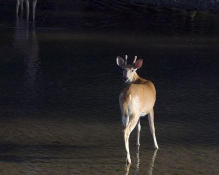 Whitetail deer buck standing in a stream.