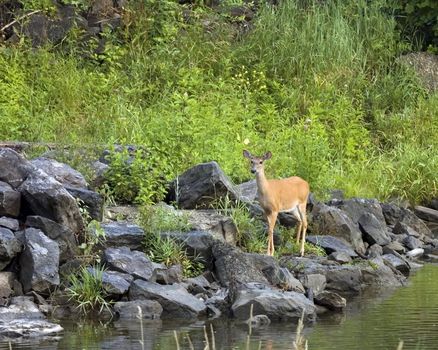 A Whitetail deer doe standing next to a stream.