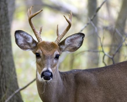 Whitetail deer buck standing in a woods.