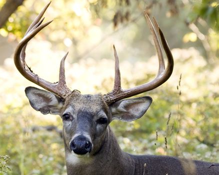 Whitetail deer buck standing in a field.