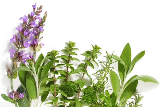 Border of fresh-picked herbs.  Includes flowering sage, oregano, thyme, rosemary and parsley.