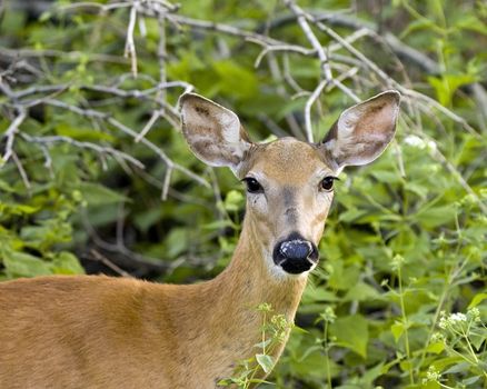 Whitetail deer doe close-up.