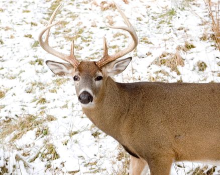 A whitetail deer buck standing in the snow.