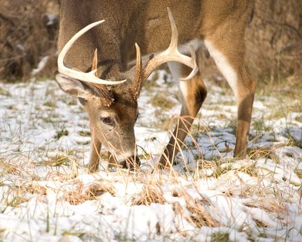 A whitetail deer buck browsing in the snow.