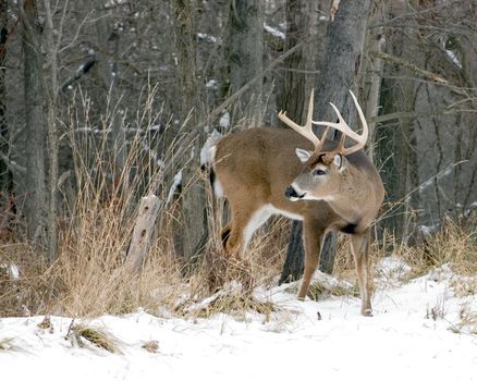 A whitetail deer buck standing in the snow.