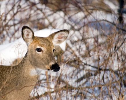 A closeup head shot of a whitetail deer doe in the winter.