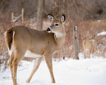 A whitetail deer button buck standing in the snow.