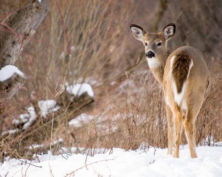 A whitetail deer button buck standing in the snow looking back at the photographer.