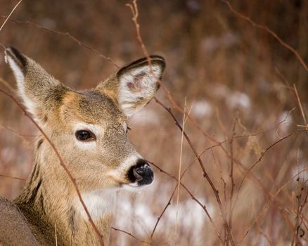 A closeup head shot of a whitetail deer button buck.