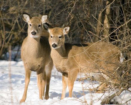 Whitetail deer doe with her yearling in winter snow at woods edge.