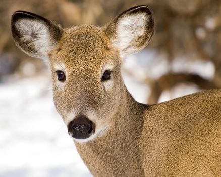 Head shot of a whitetail deer doe in winter snow in the woods.