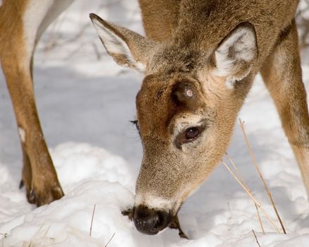 Whitetail deer buck in the woods after he dropped his antlers in the winter snow.