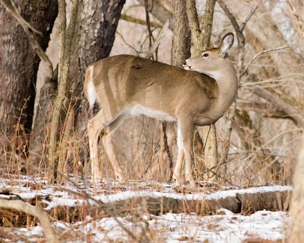 A whitetail deer doe standing in the woods in the winter snow.