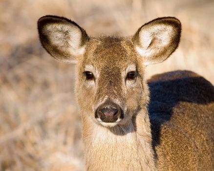 A head shot of a whitetail deer yearling.