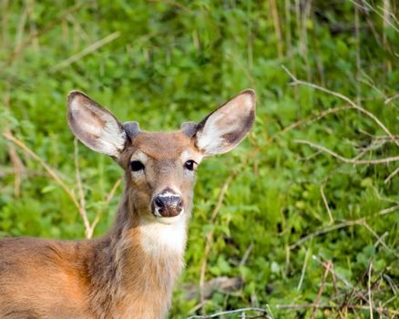 A young whitetail buck in early development of this years antler growth.