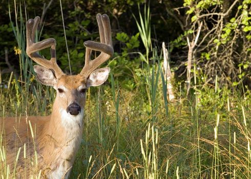 A whitetail deer buck in summer velvet standing in a field.