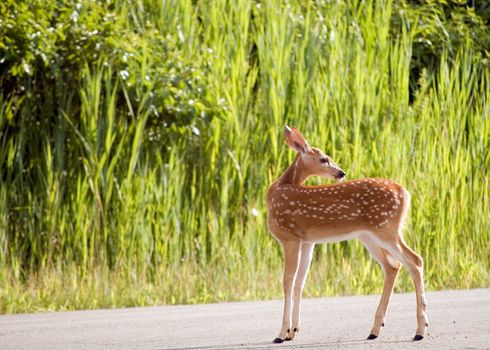 A whitetail deer fawn standing in the road.