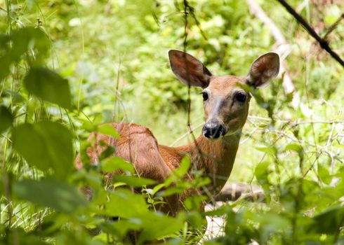 Whitetail deer doe standing in the woods in the early morning.