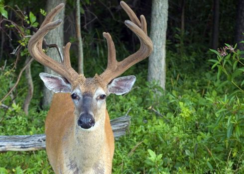 A whitetail deer buck in summer velvet standing in a field.