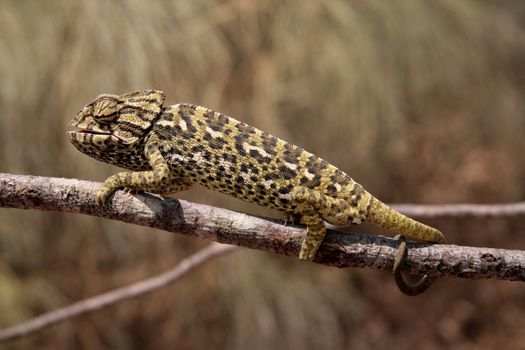 common chameleon in the nature